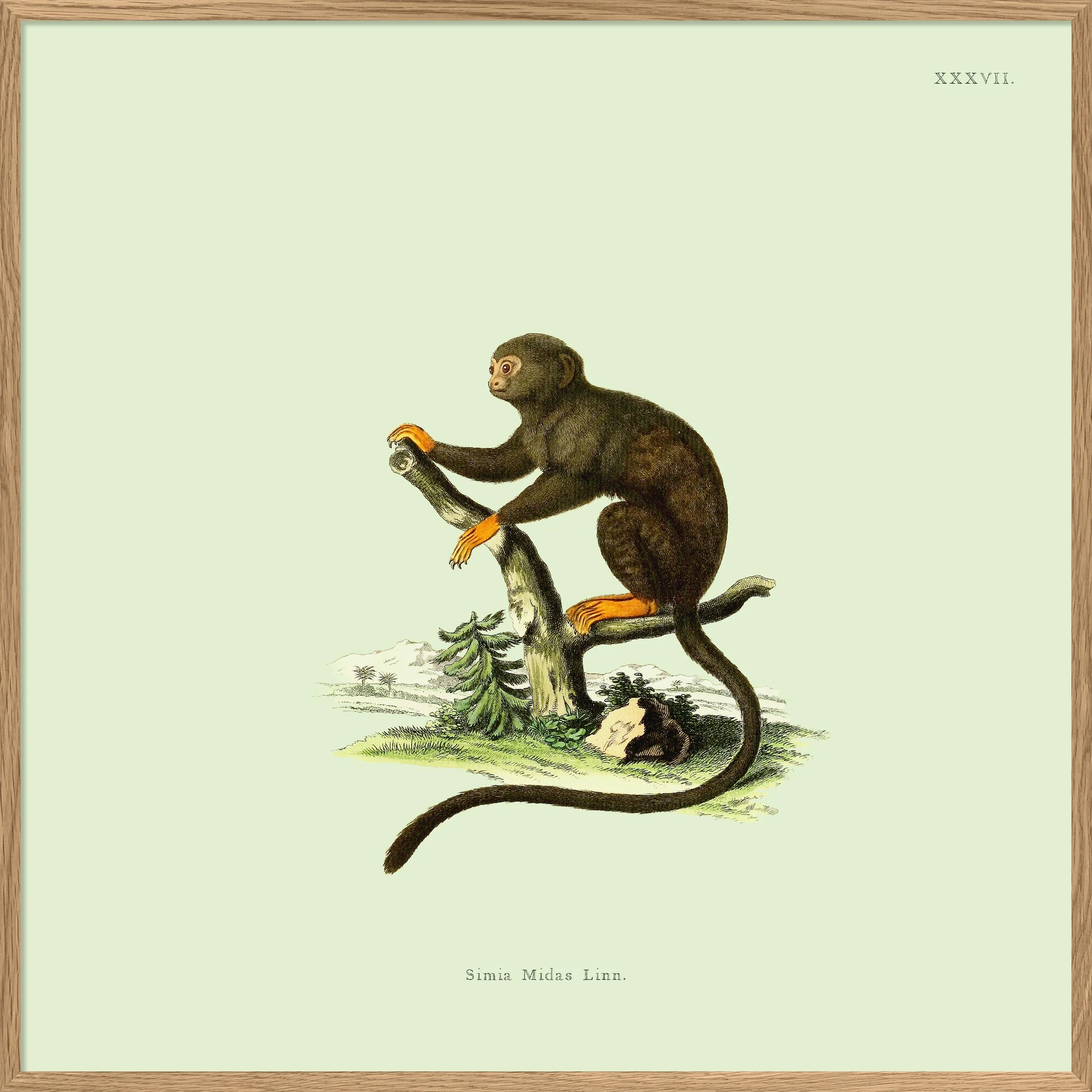 Miniatuur 1