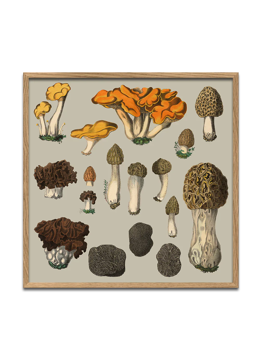 Poster + Kader Oak 30 x 30 cm Fungi