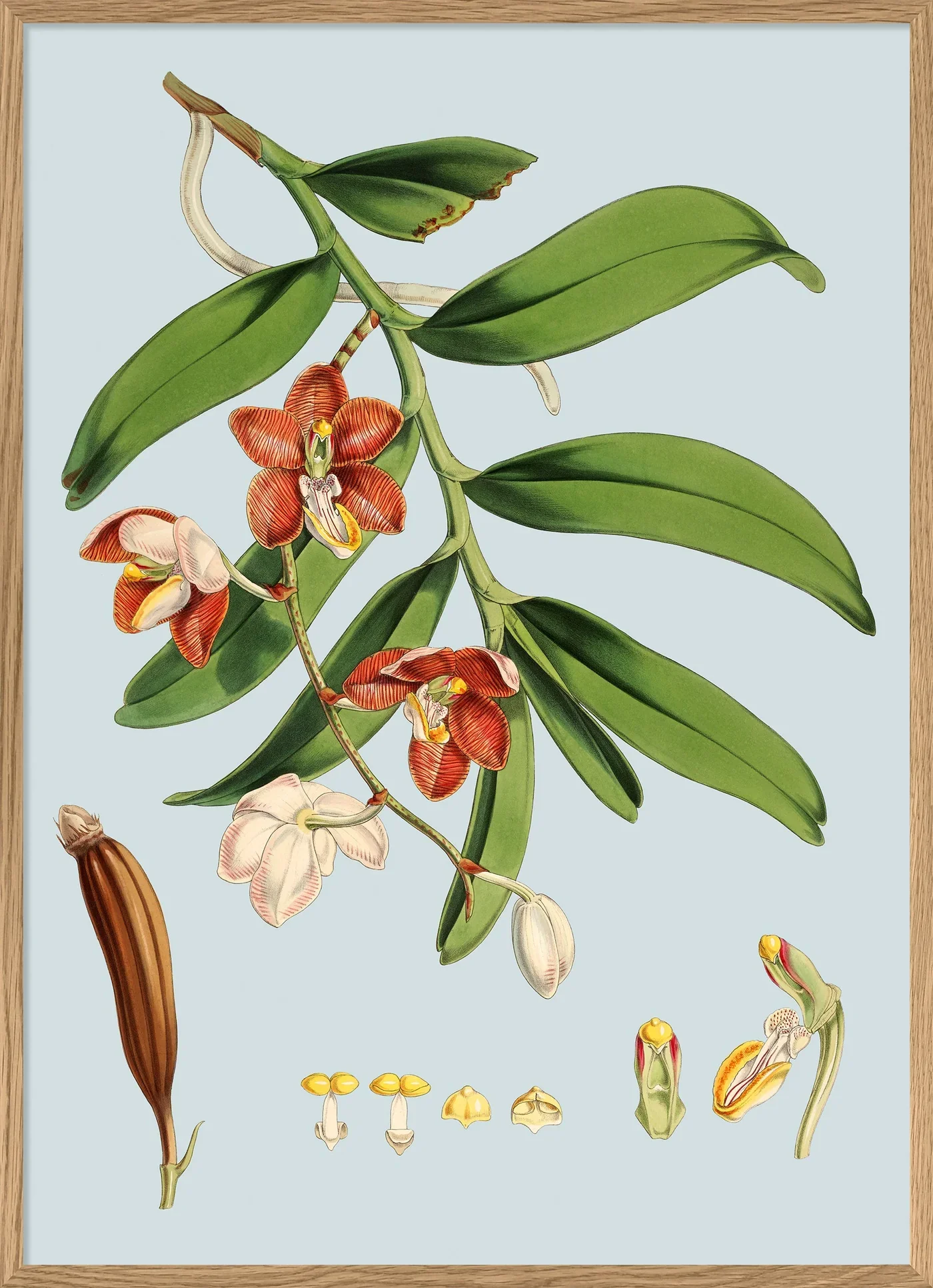 Poster + Kader Oak 30 x 40 cm White Orange Red Flowers