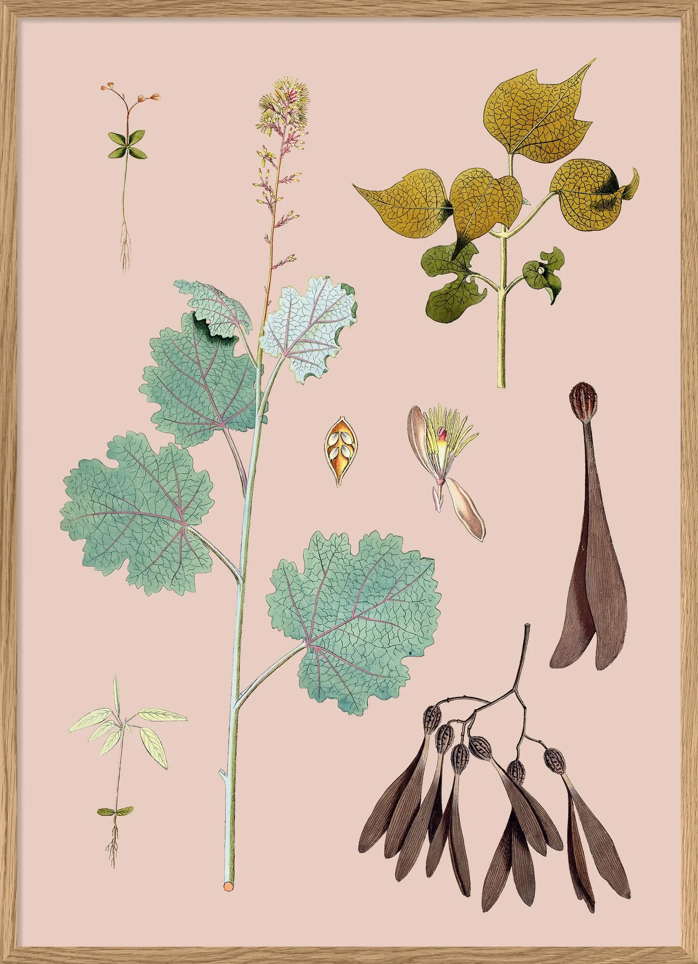 Poster + Kader Oak 50 x 70 cm Bocconia Cordata