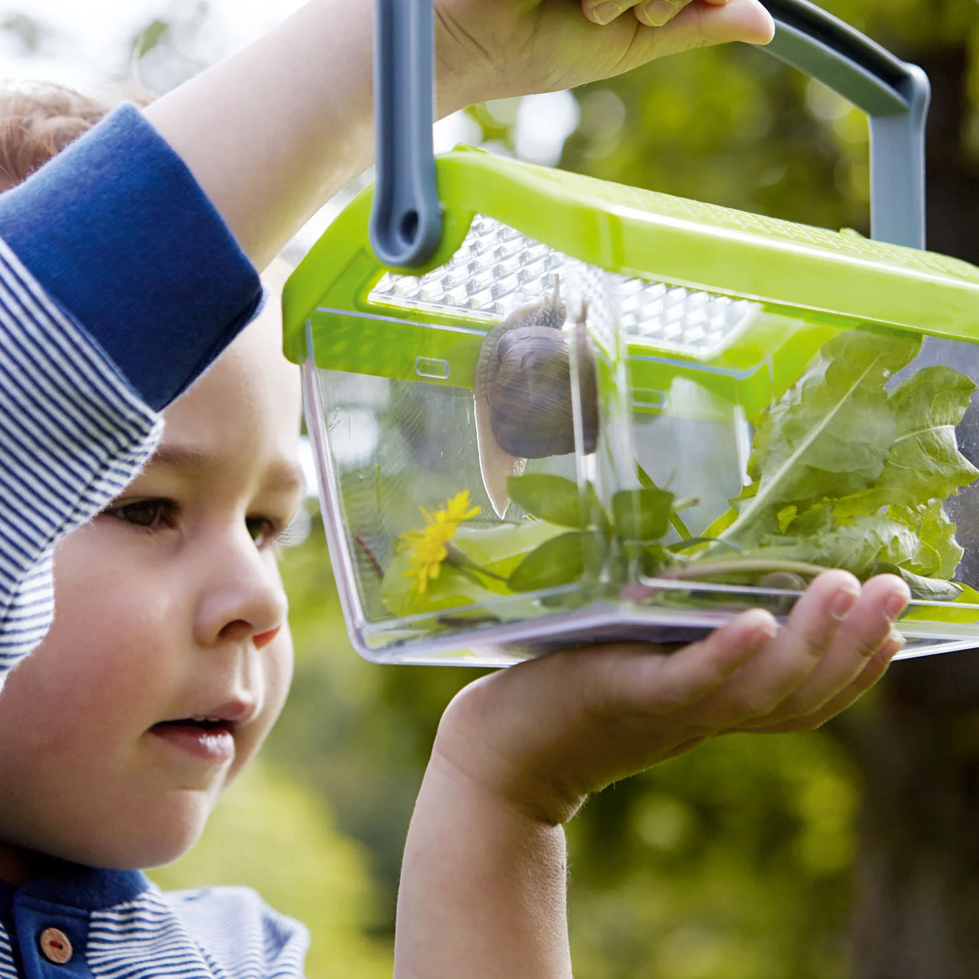 Terra Kids - Insectendoos | Doorzichtig met Luchtgaten - Image 5